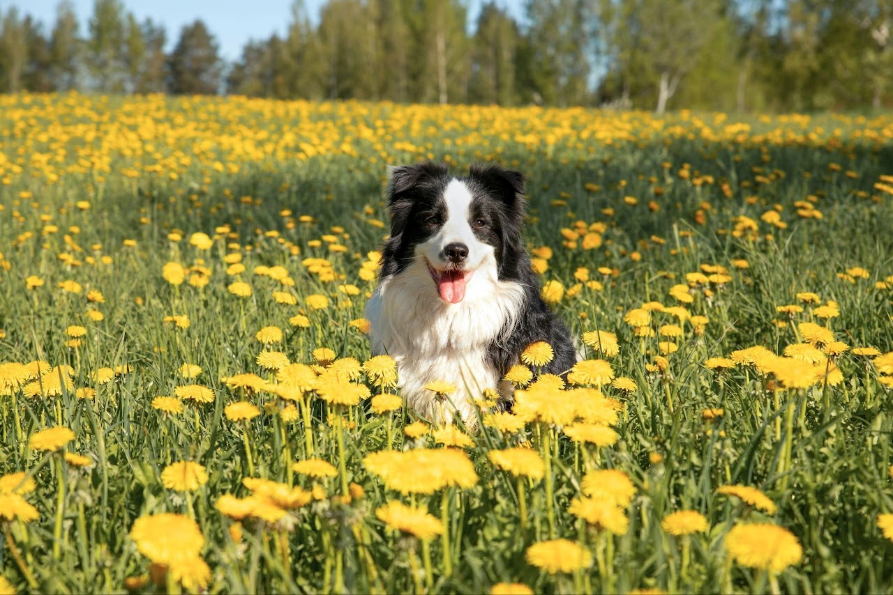 Dog calmly in a field of flowers, thriving through expert Dog Training Services in Burleigh Heads.