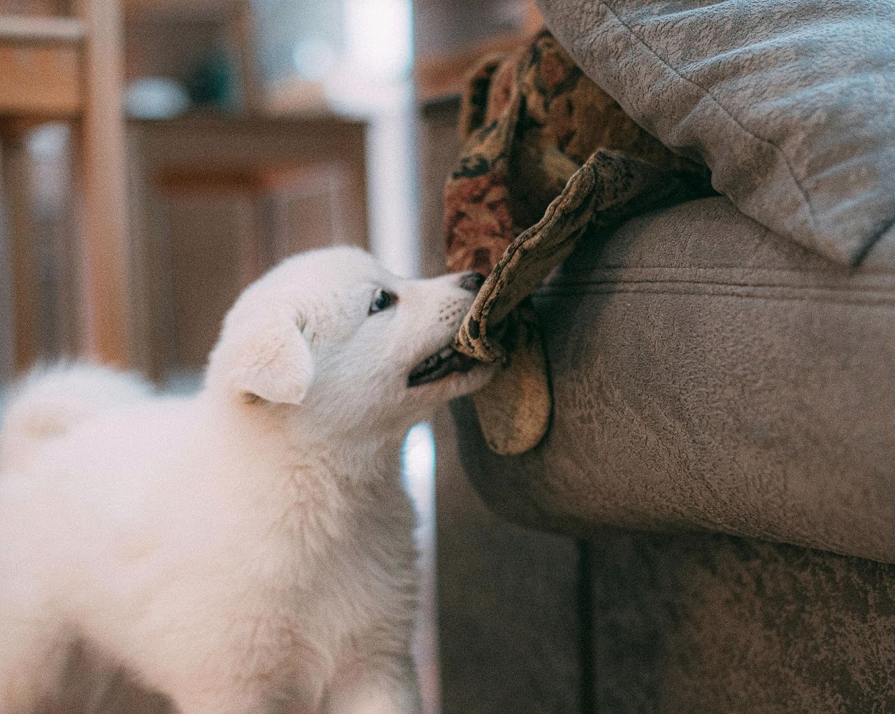 Puppy Biting