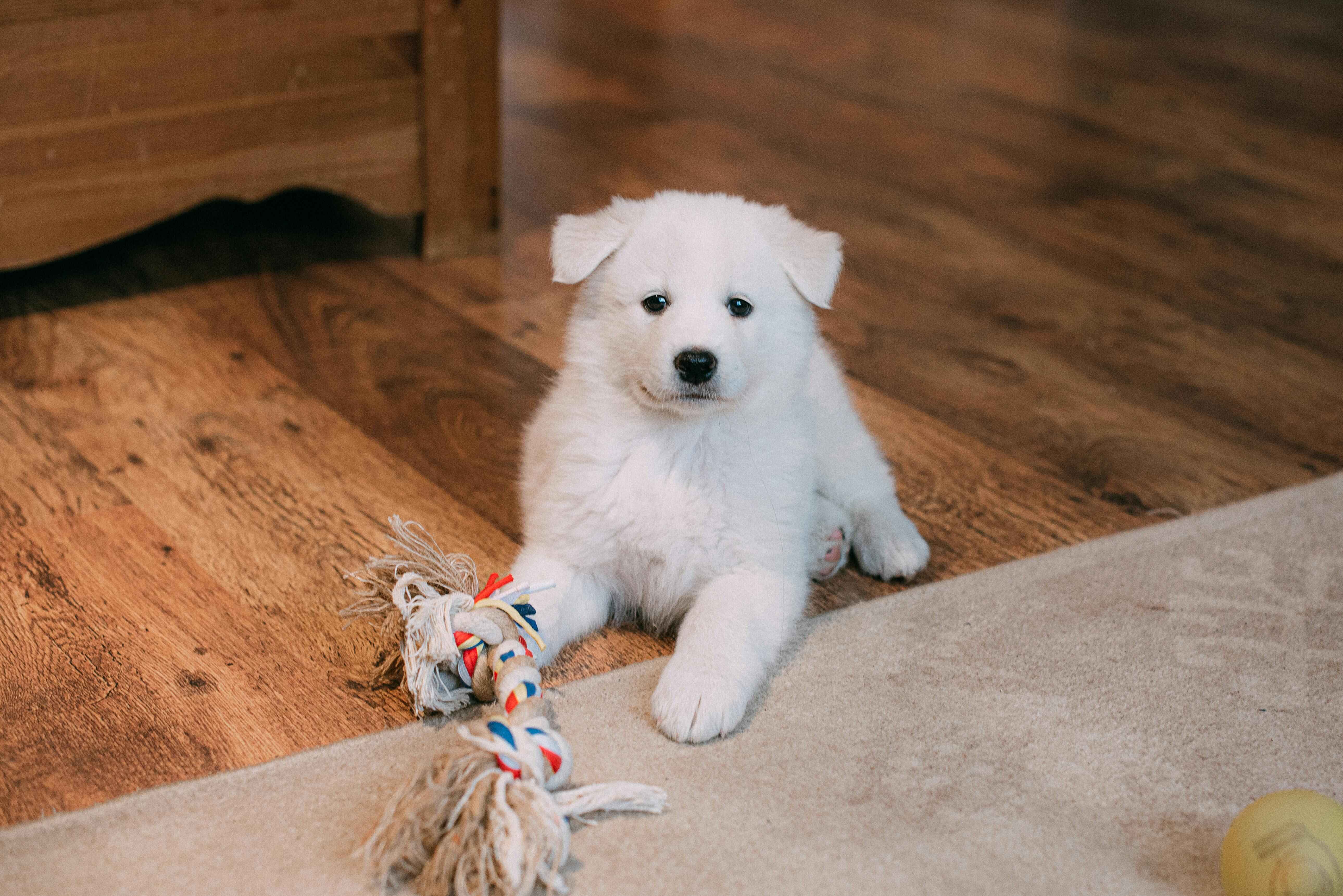 Puppy Babysitting