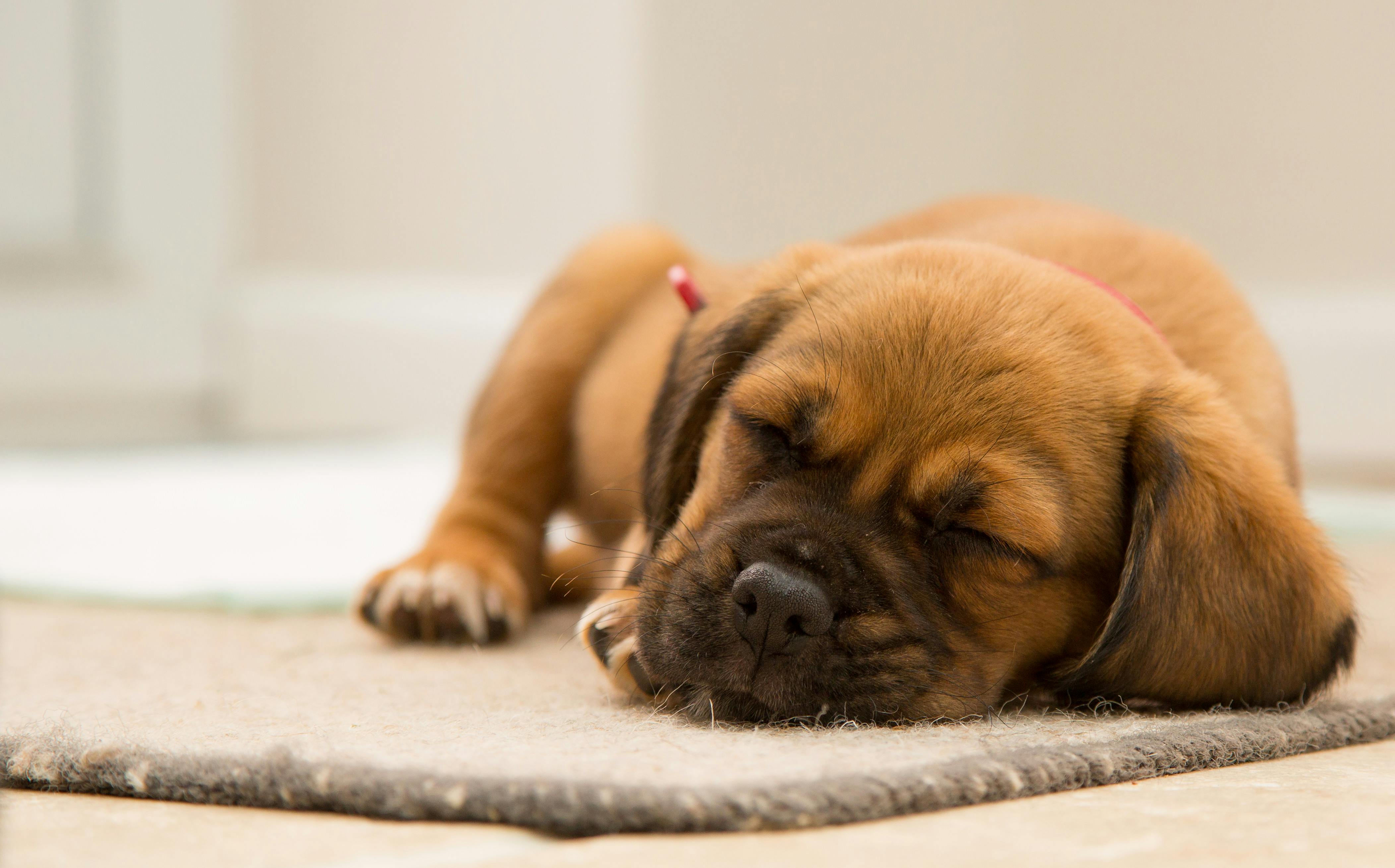 Puppy Training Near Me