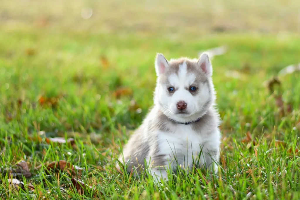 puppy training